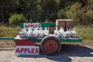 Historic Pictoric Photo - Roadside Trailer offering Bags of Apples for Sale Near Brunswick, Maine- Fine Art Photo Reporduction 12in x 08in