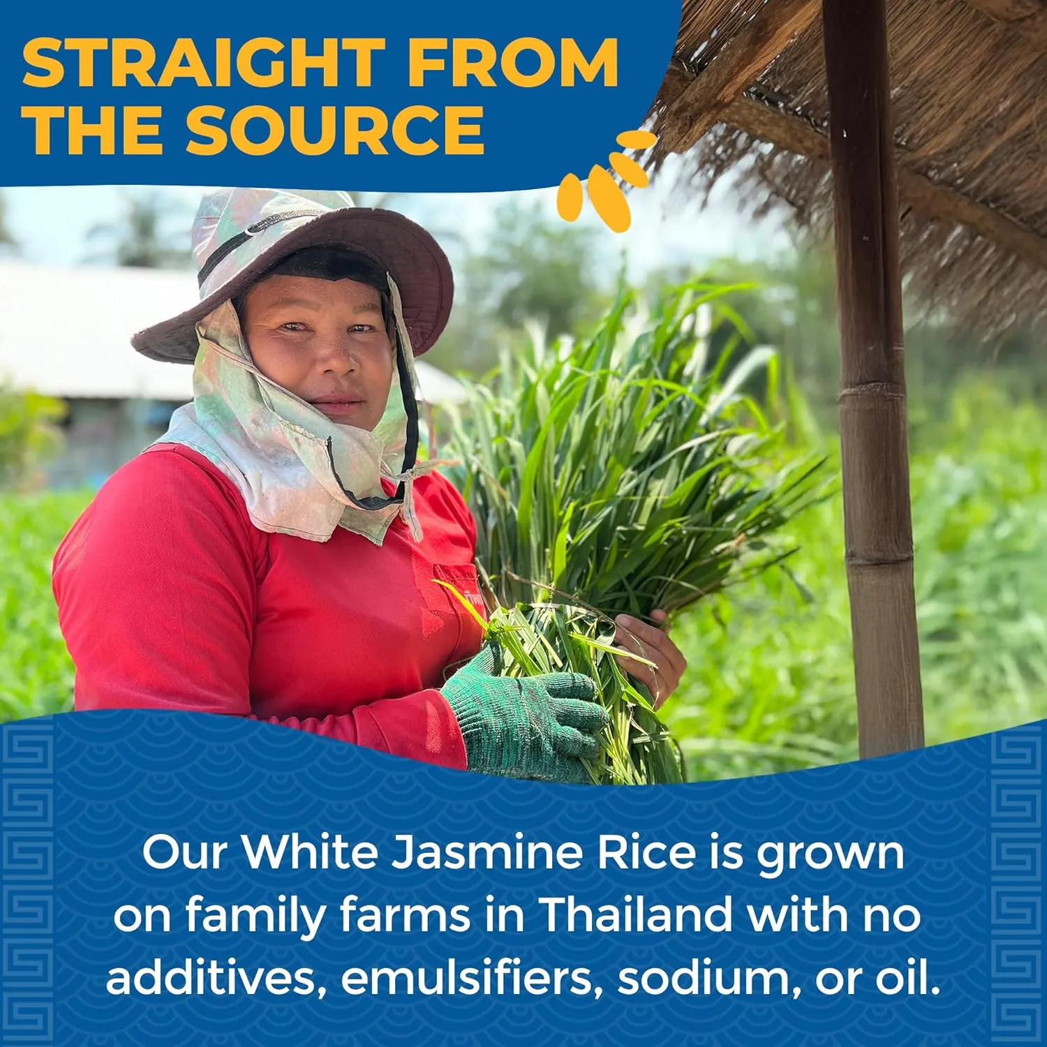 Lotus Foods Organic White Jasmine Rice Heat & Eat Pouch - Gluten Free White Rice, Organic Rice, Instant Microwave Jasmine Rice, Microwavable Pre Cooked Rice - 8 Oz (Pack of 6)